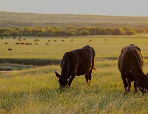 Cows eating in a field.