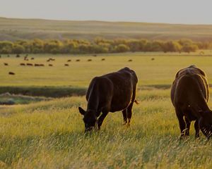 Cows eating in a field.