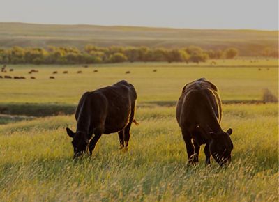 Two cows graze in a field while a herd of cows graze along rolling hills in the distance.