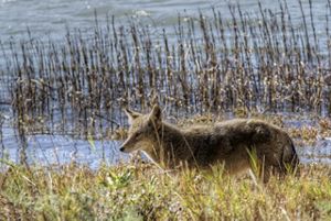A coyote walks through Bolinas Lagoon near Kent Island. 