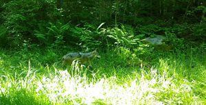 A coyote crosses through a green forest area. 