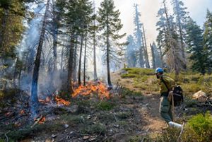 A person walking by a burning tree. 