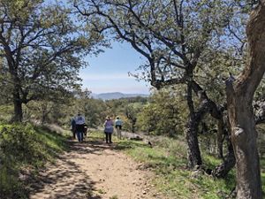 Five hikers follow a dirt path that runs beneath the branches of oak trees.