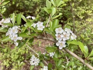 Small white flowers grow on a shrub.