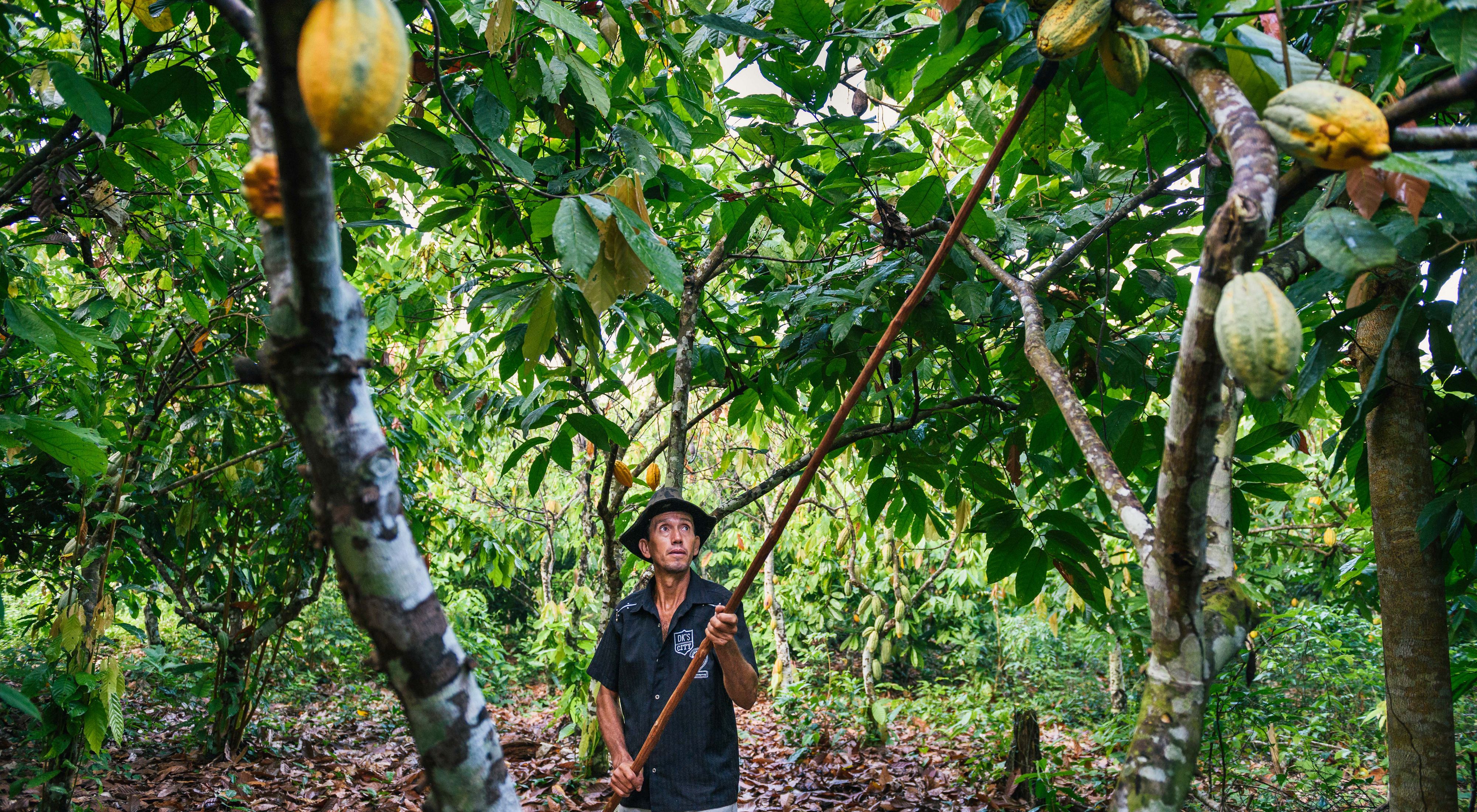 Man collecting cocoa in a tree.