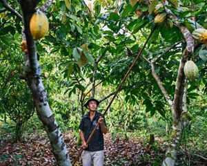 Dutra collecting cocoa in a tree.