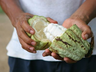 Fruta de cacao abierta