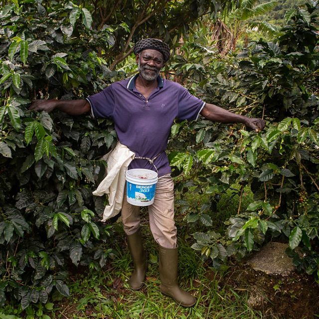 A coffee farmer in the Blue Mountains of Jamaica