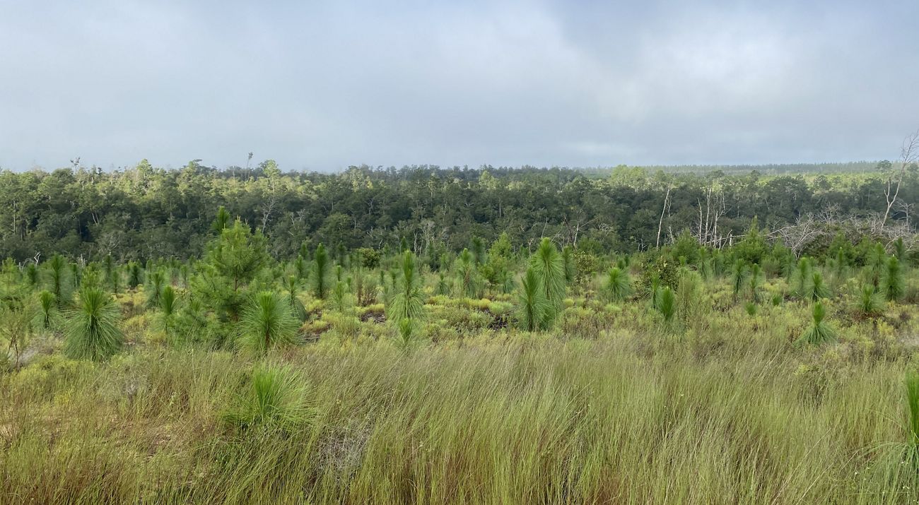 Landscape view looking across a flat green expanse with grasses, longleaf pine saplings, and a forest in the distance.