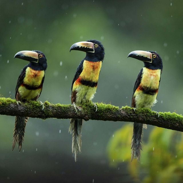 A trio of collared aracaris birds perch on a mossy branch.