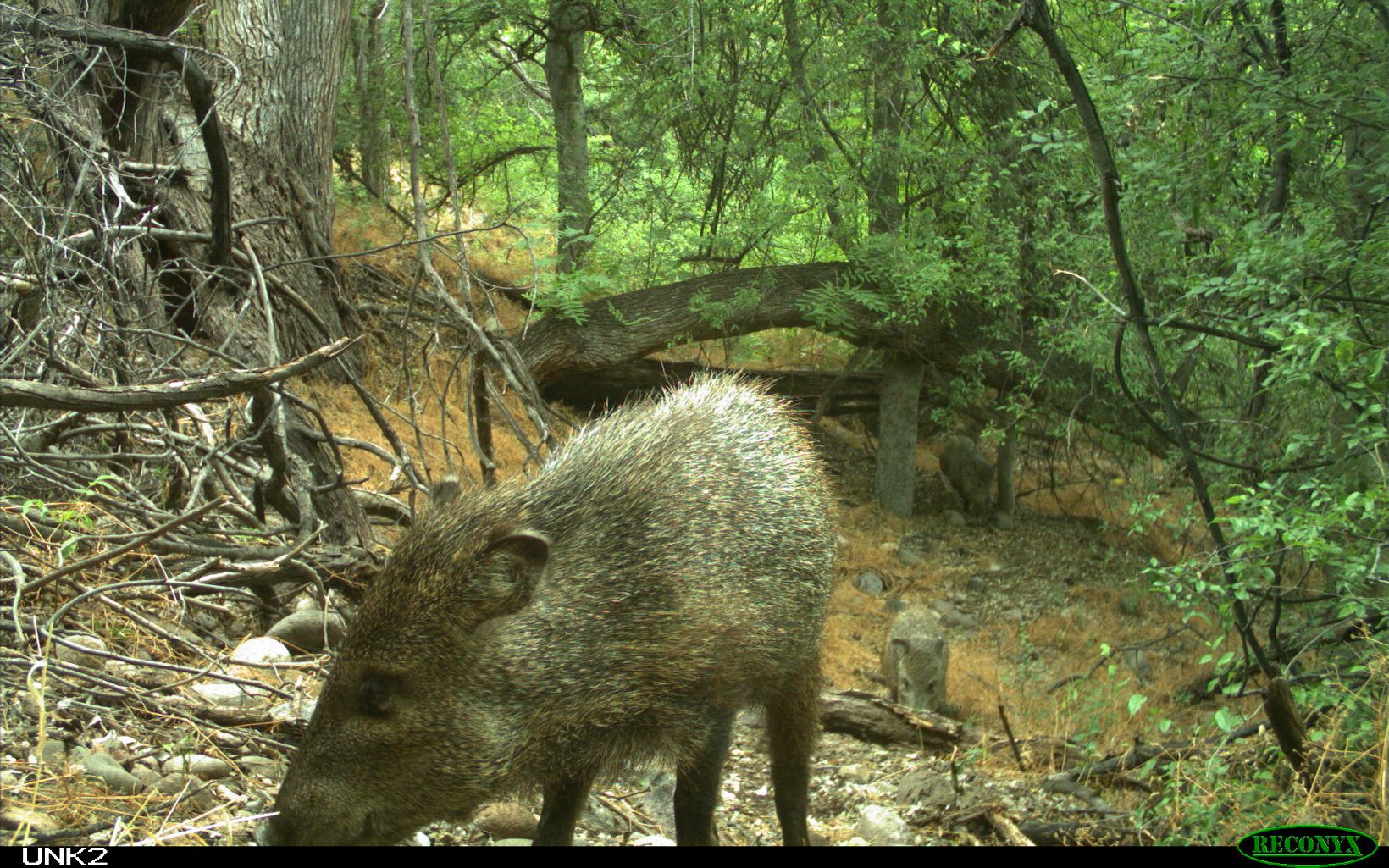 Collared peccary Also known as javelinas, peccaries often cool off in wooded areas during the hottest part of the day. It’s also a good place to forage for plants. © Keith Geluso/The Nature Conservancy