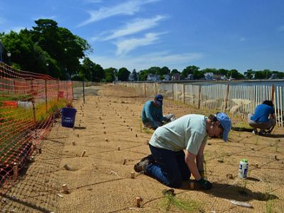 Three people kneel on fiber netting and plant grasses in a living shoreline construction.