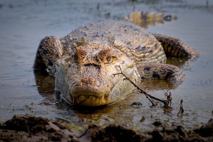 Cocodrilo del Orinoco, Crocodylus intermedius.