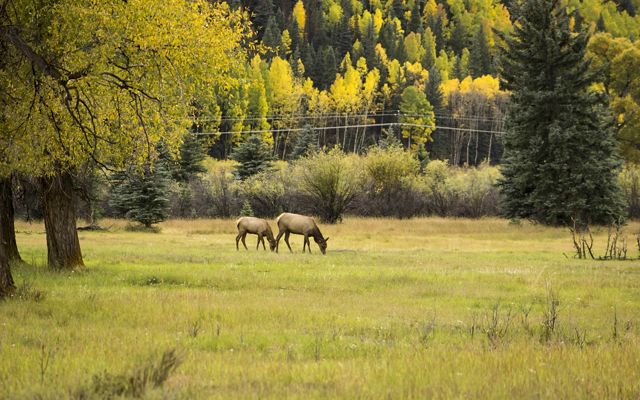 A green field surrounded by trees, with a male and female elk grazing in the mid-distance.
