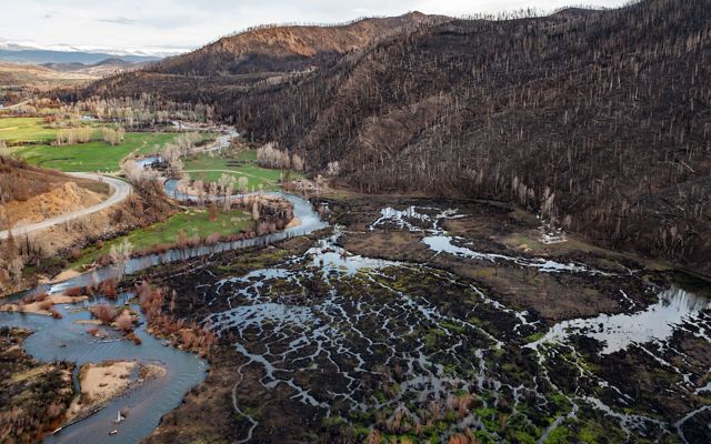 A burn scar, leaving a whole forest of dead trees and darkened soil, after a fire in Colorado.