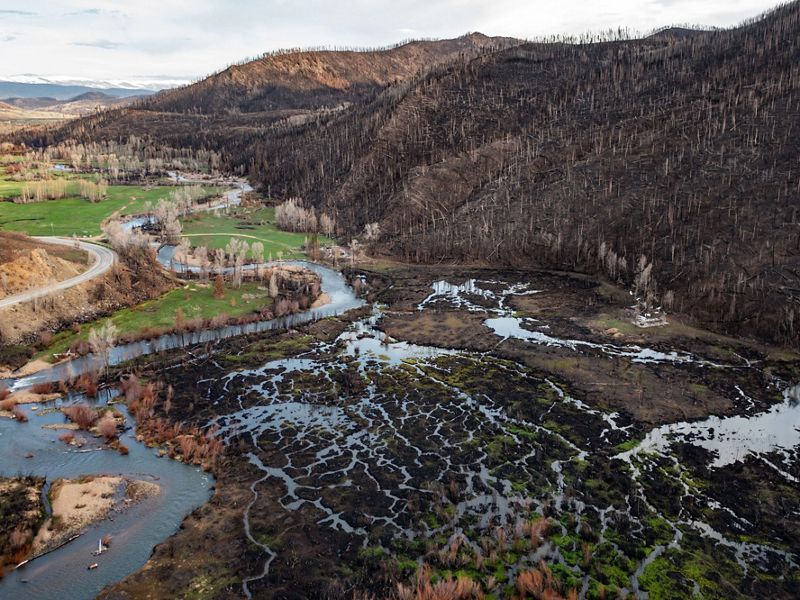 A burn scar, leaving a whole forest of dead trees and darkened soil, after a fire in Colorado.
