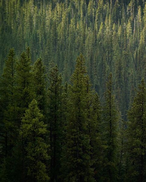 Closeup view of a dense coniferous Colorado forest. 