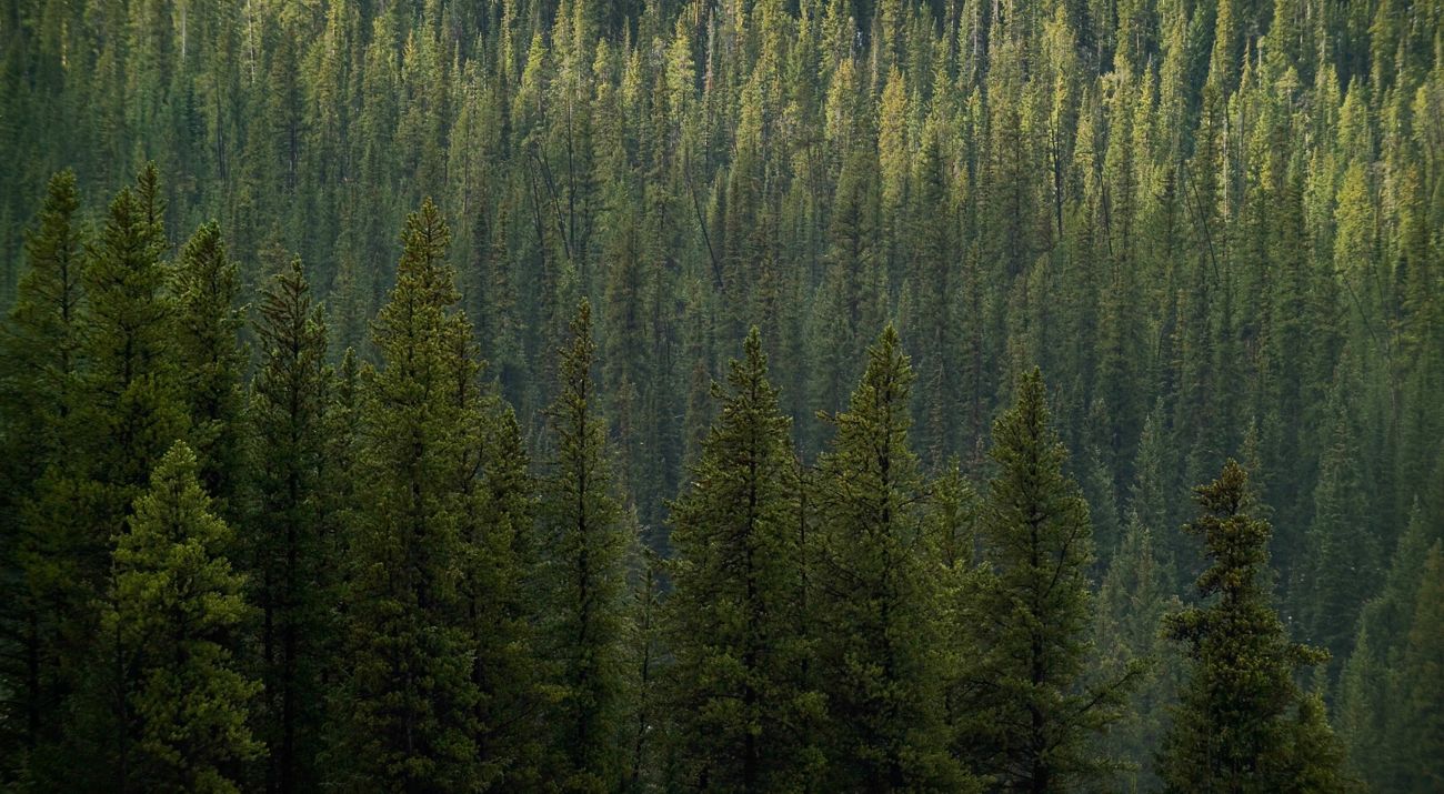 Photo of a lodgepole forest in Colorado.
