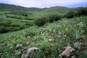 Wildflowers are dispersed in a grass field.