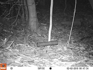 Comadrejita trompuda captada con cámaras trampa.