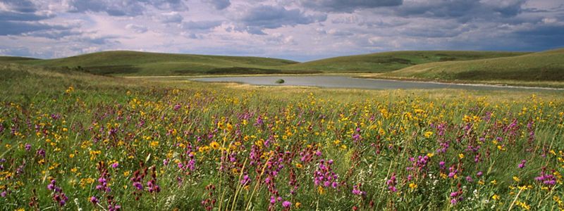 a green prairie dotted with purple and yellow flowers.