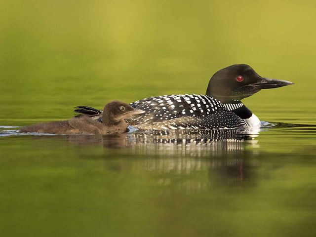 Common loon and chick in pond. 