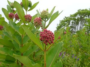 Common milkweed plants in a field. 