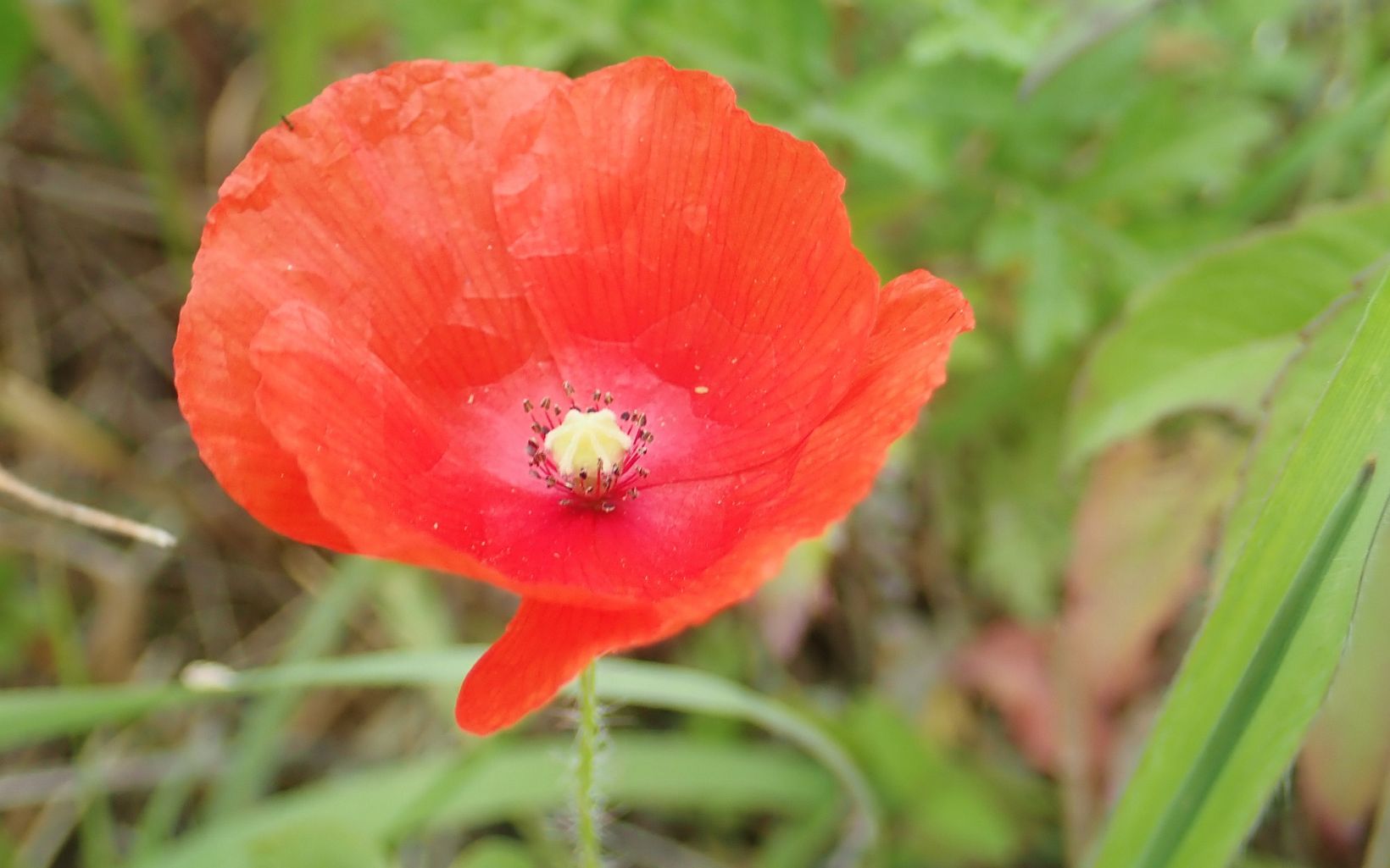 Closeup of a bright red poppy flower.
