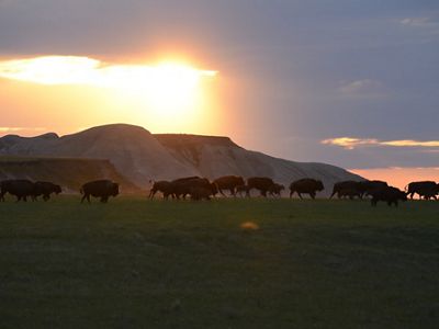 Bison running across the South Dakota plains as the sun sets.