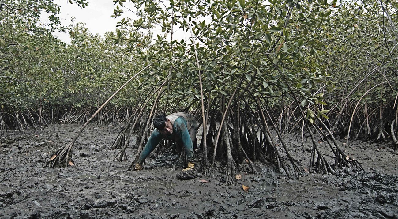 Ecuadorians near Guayaquil depend on conchs and crabs as livelihoods. Sustainable management is key to preserve mangrove ecosystem services.