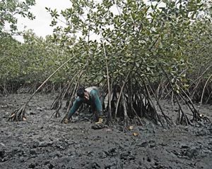 Man working on the ground near mangrove trees.