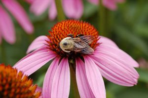 A bee atop a purple coneflower.