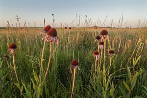 Coneflowers in bloom.