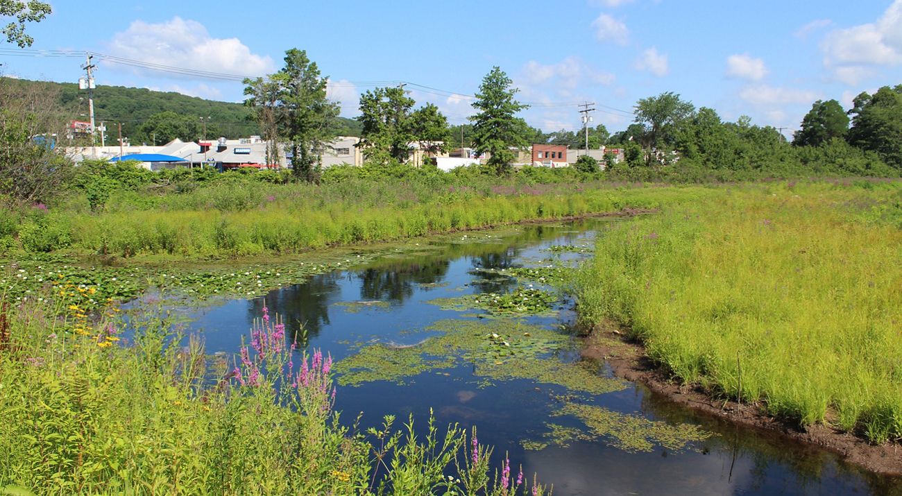 Calm water flows through a green, grassy wetland.