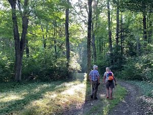A man and a woman walk beside each other through open woods in summer, bathed in early morning light. 