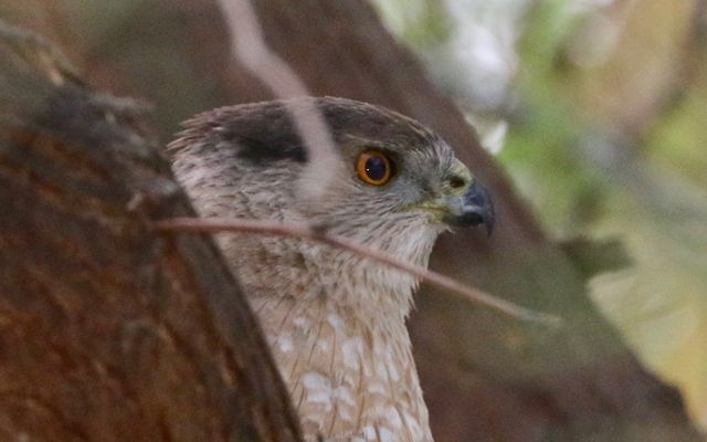 Adult Cooper's Hawk peering out from a tree branch.