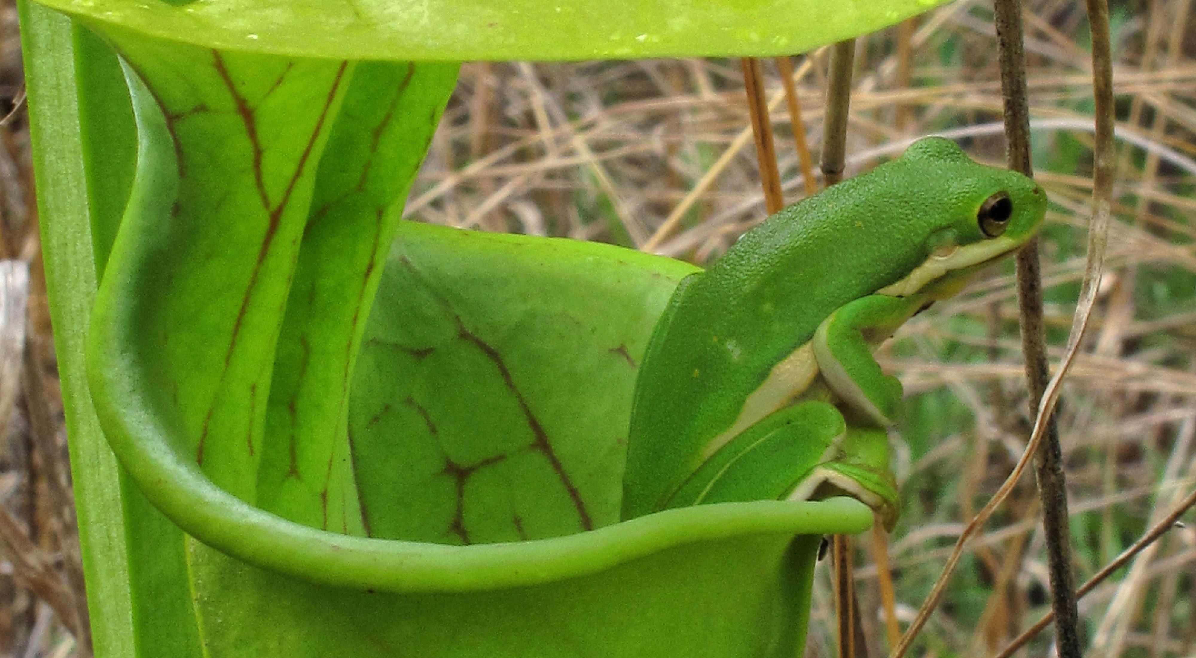  in a green pitcher plant (Sarracenia oreophila) at Coosa Bog Preserve, Alabama.
