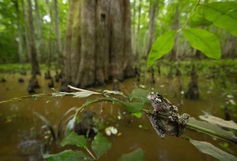 A frog rests on a branch that hangs above the water.