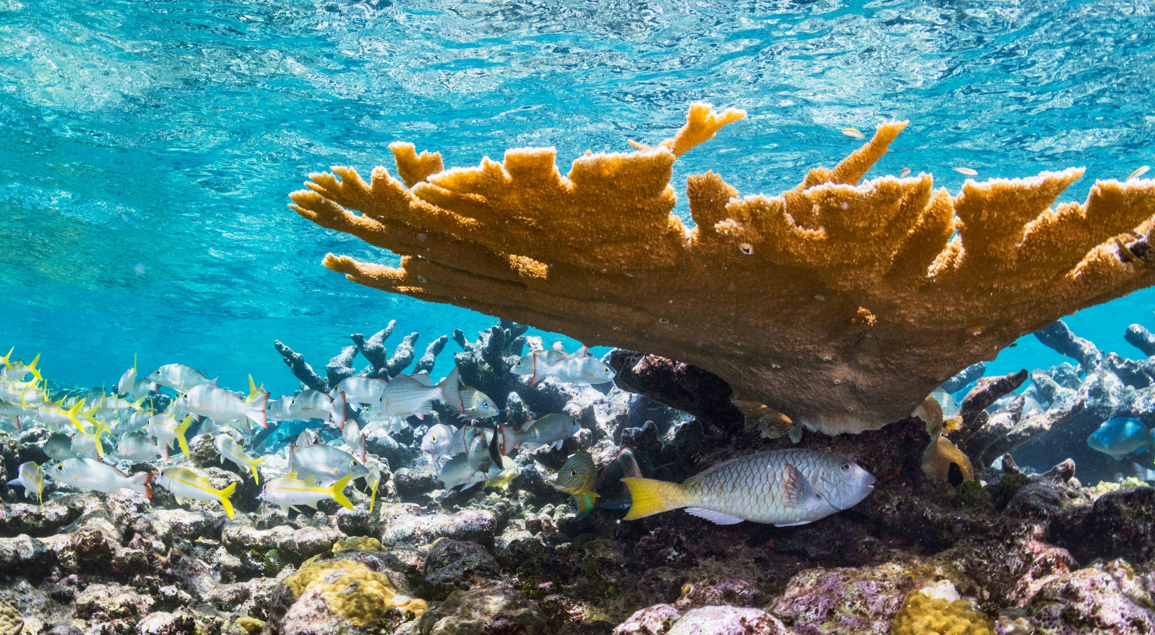 Reef fish swim through elkhorn corals in The Bahamas.
