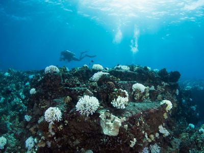 Two SCUBA divers with clipboards swim over a coral reef with a large, prominent bleached white coral.