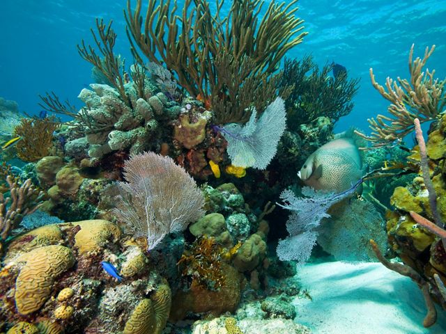 A close-up of coral reef underwater.