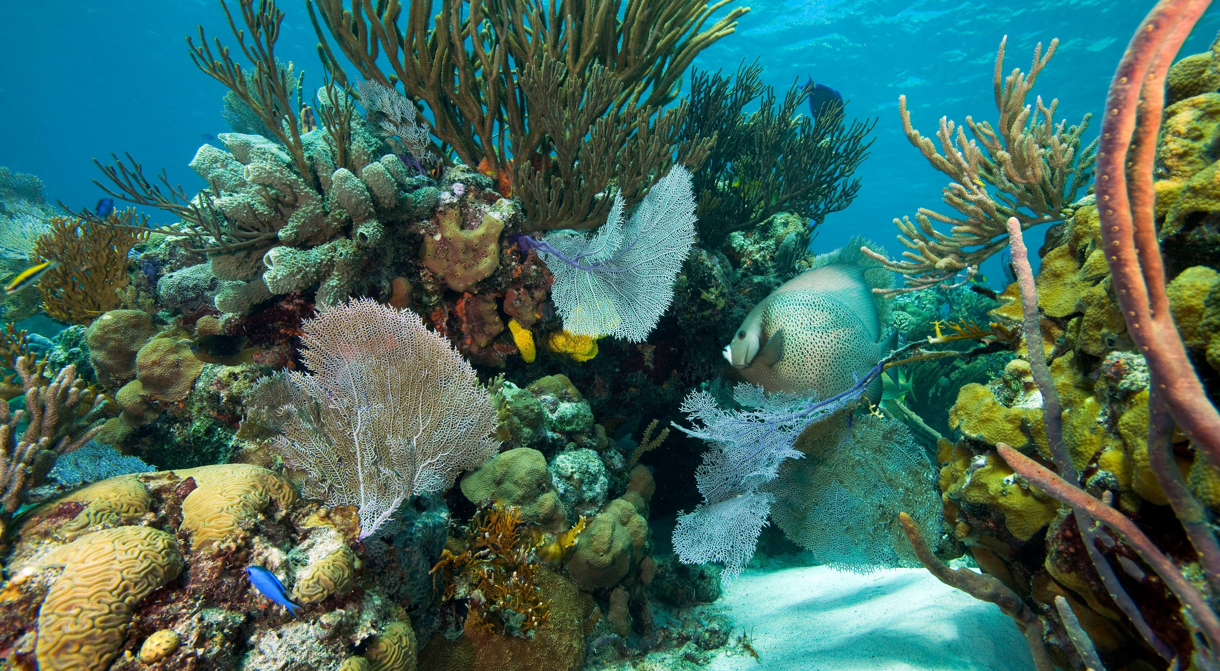 Underwater view of healthy corals in Exuma Cays, The Bahamas.