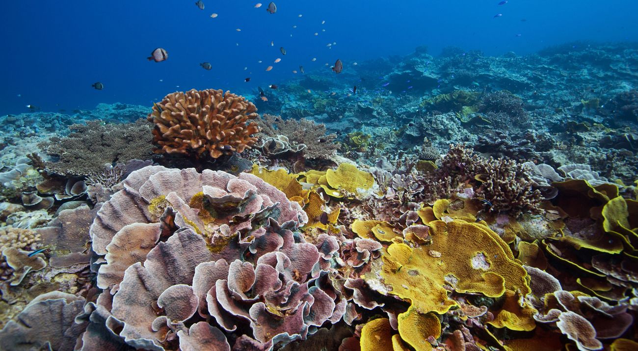 A colorful coral reef.