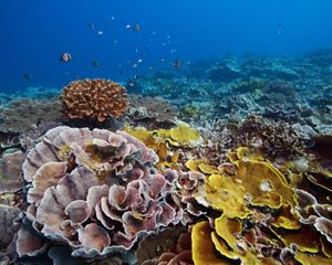 A colorful coral reef.