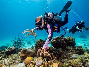 Two SCUBA divers plant healthy corals within a damaged reef.
