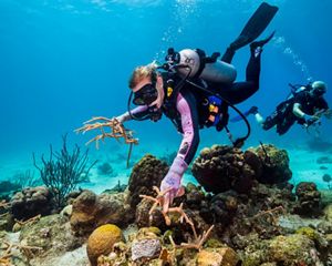 TNC coral team outplants healthy corals to damaged reef