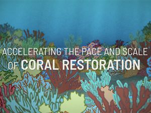Accelerating the Pace and Scale of Coral Restoration video thumb