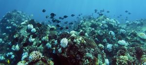 A school of fish assemble around an underwater reef.