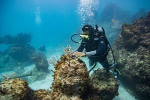 Underwater view of a diver attaching coral fragments to a reef.
