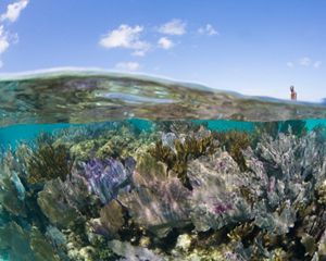 Gorgonians, blue sky and kayaker, Turneffe Atoll, Belize, Caribbean.